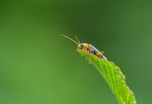 detailed guide for fixing evebiohaztech bugs
